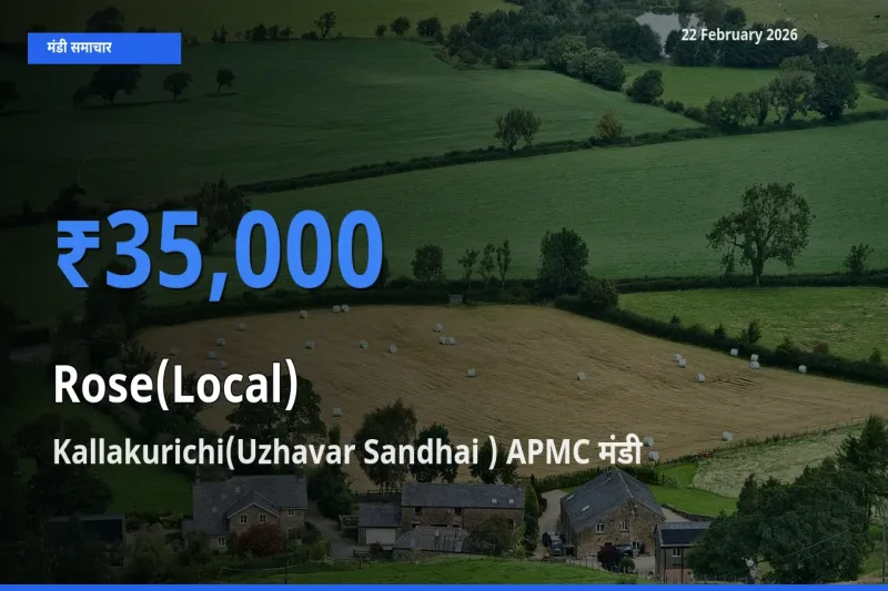 किसानों की पसंद बना Kallakurichi(Uzhavar Sandhai ) APMC, Rose(Local) के सबसे अच्छे दाम