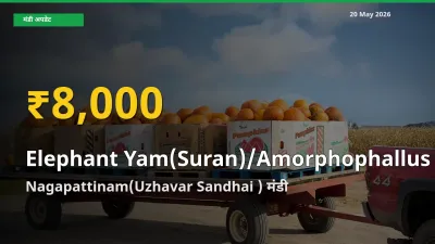 30 दिनों में सबसे ऊँचे स्तर पर जिमीकंद (सूरन) के दाम, Nagapattinam(Uzhavar Sandhai ) में उछाल