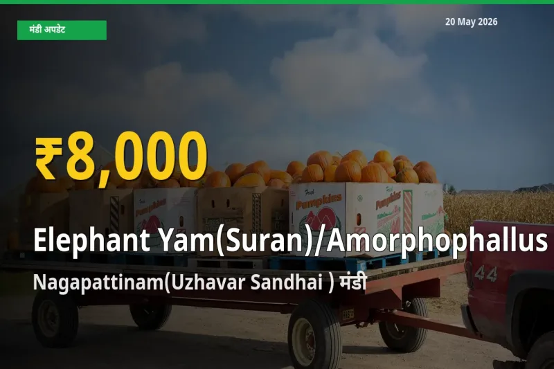 30 दिनों में सबसे ऊँचे स्तर पर जिमीकंद (सूरन) के दाम, Nagapattinam(Uzhavar Sandhai ) में उछाल