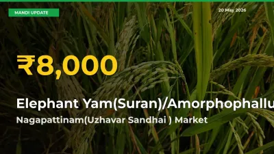 Farmers Benefit as Elephant Yam(Suran)/Amorphophallus Rate Touches New High in Nagapattinam(Uzhavar Sandhai )