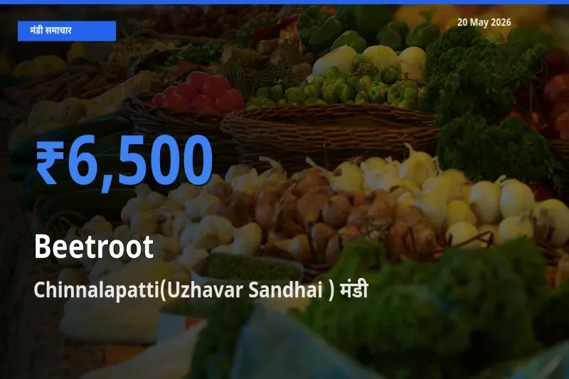 किसानों की पसंद बना Chinnalapatti(Uzhavar Sandhai ), चुकंदर के सबसे अच्छे दाम