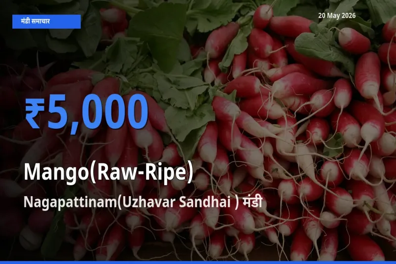 Nagapattinam(Uzhavar Sandhai ) में आम (कच्चा-पका) का आज सबसे ऊँचा भाव