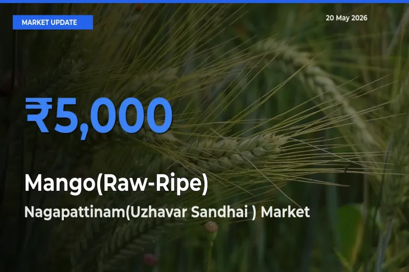 Nagapattinam(Uzhavar Sandhai ) Records Highest ₹5,000 Rate for Mango(Raw-Ripe)