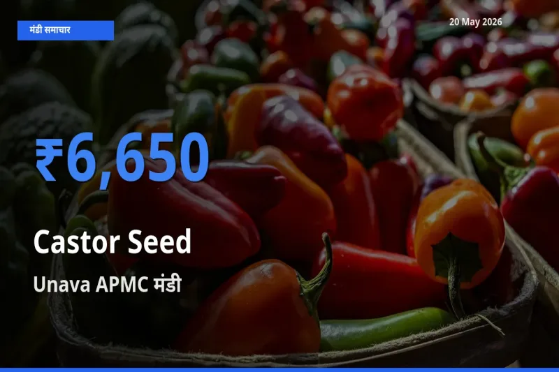 Unava APMC मंडी में अरंडी का बीज ₹6,650 पर पहुँचा – आज का सर्वोच्च भाव