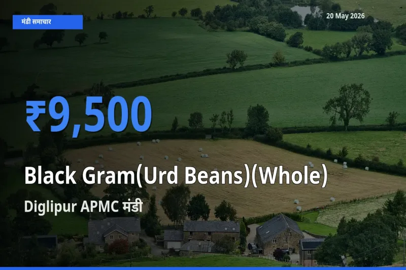 Diglipur APMC में साबुत उड़द का आज सबसे ऊँचा भाव