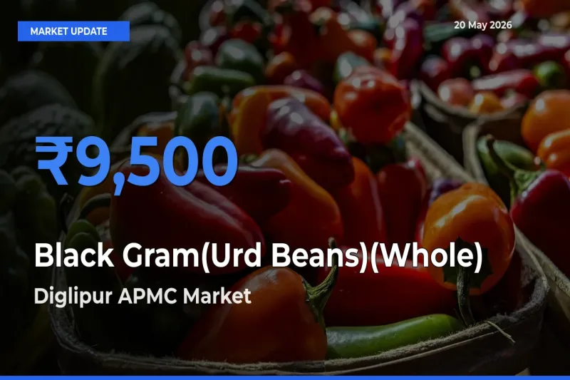 Top Performer! Diglipur APMC Offers Best Black Gram(Urd Beans)(Whole) Price Today