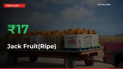 Big Rally! Jack Fruit(Ripe) Climbs 17.36% in 24 Hours at Top Mandis