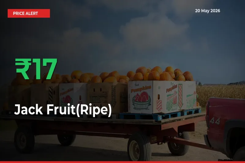 Big Rally! Jack Fruit(Ripe) Climbs 17.36% in 24 Hours at Top Mandis