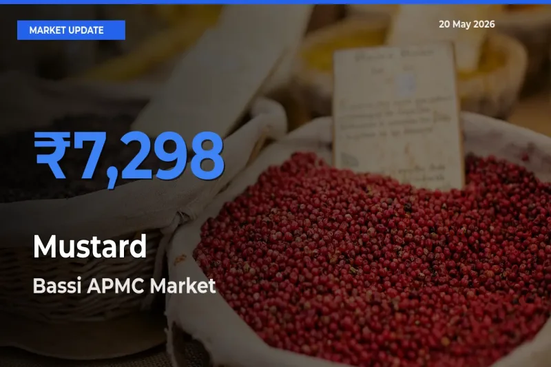 Market Watch: Bassi APMC Becomes Top Mandi for Mustard