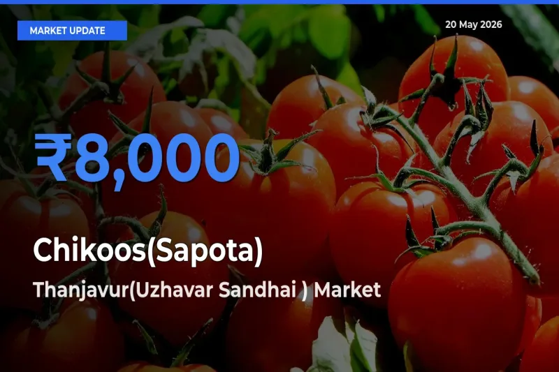 Top Performer! Thanjavur(Uzhavar Sandhai ) Offers Best Chikoos(Sapota) Price Today