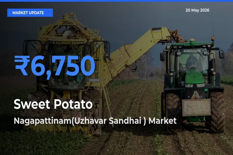 Farmers Prefer Nagapattinam(Uzhavar Sandhai ) as Sweet Potato Hits Highest Rate