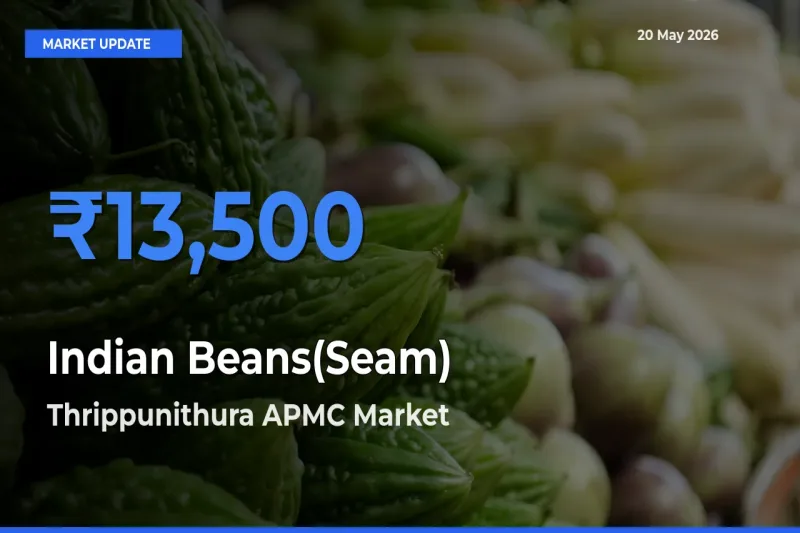 Thrippunithura APMC Leads as Top Mandi for Indian Beans(Seam) Prices