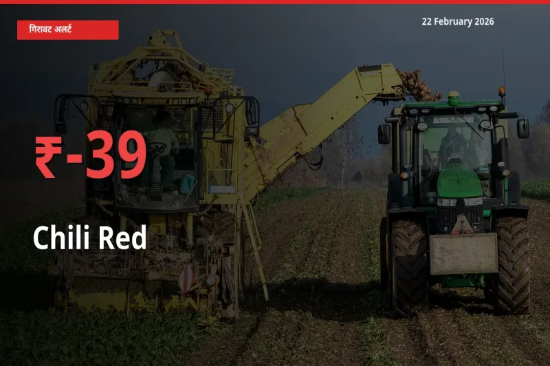 किसानों की चिंता बढ़ी! स्थानीय मंडी में Chili Red 39.36% गिरा