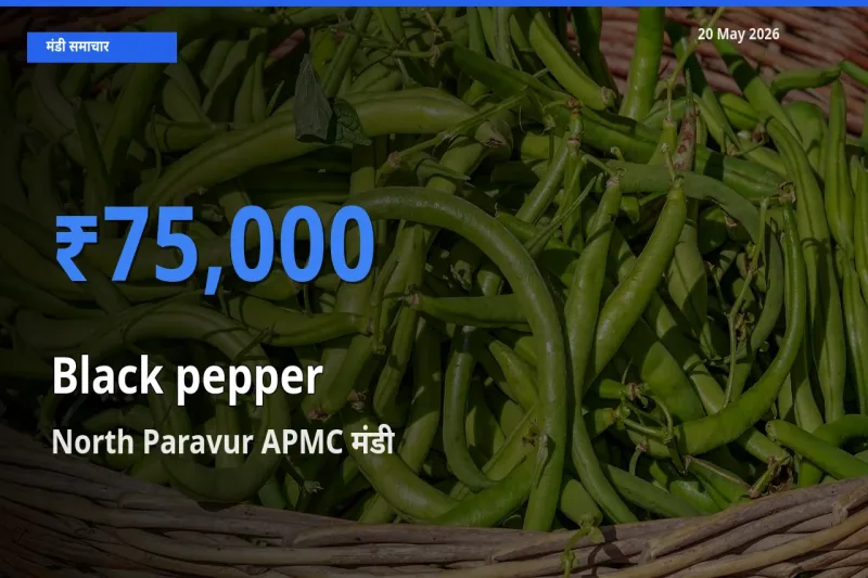 आज काली मिर्च के सबसे ऊँचे दाम ₹75,000 North Paravur APMC मंडी में