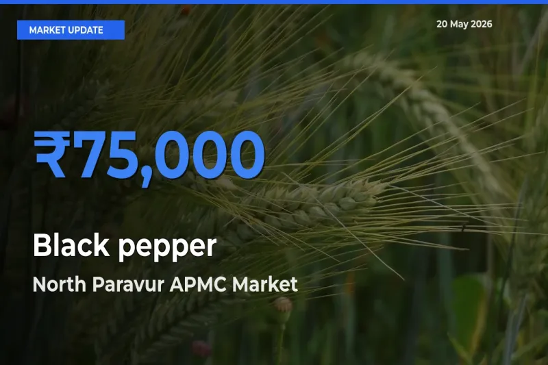 North Paravur APMC Offers ₹75,000 – Highest Black pepper Rate Today