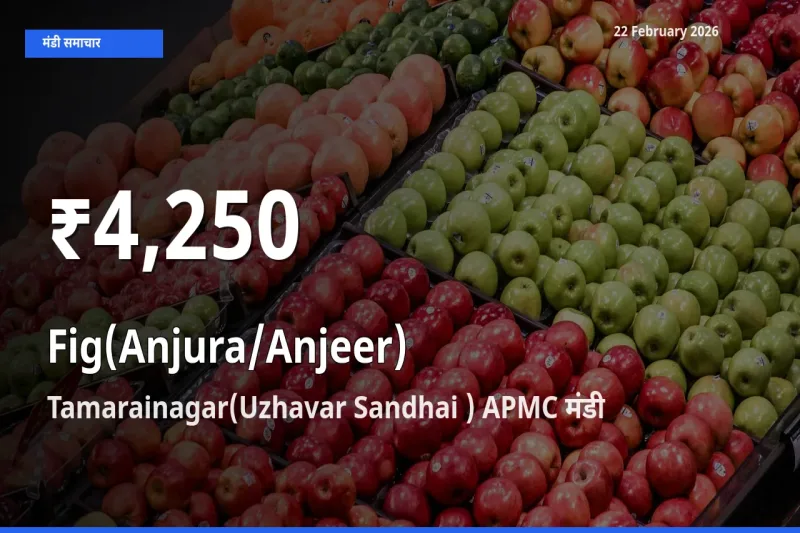 Tamarainagar(Uzhavar Sandhai ) APMC में Fig(Anjura/Anjeer) ₹4,250 पर गिरा – 30 दिन का न्यूनतम भाव