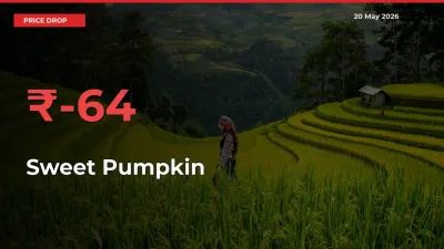 Sweet Pumpkin Mandi Rate Today: Prices Fall 63.74% at Market