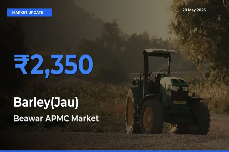 Beawar APMC Emerges as Top Mandi for Barley(Jau) Prices Today
