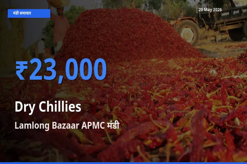 किसानों की पसंद बना Lamlong Bazaar APMC, सूखी लाल मिर्च के सबसे अच्छे दाम