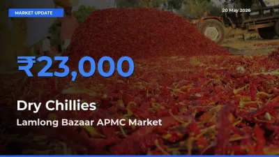 Top Performer! Lamlong Bazaar APMC Offers Best Dry Chillies Price Today