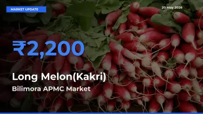 Bilimora APMC Records Highest ₹2,200 Rate for Long Melon(Kakri)