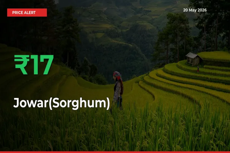 Jowar(Sorghum) Rises 16.82% at Mandis