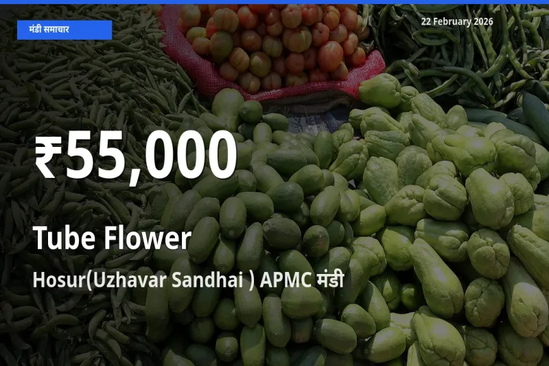 22 February अपडेट: Tube Flower के दाम 30 दिन के न्यूनतम स्तर पर, Hosur(Uzhavar Sandhai ) APMC
