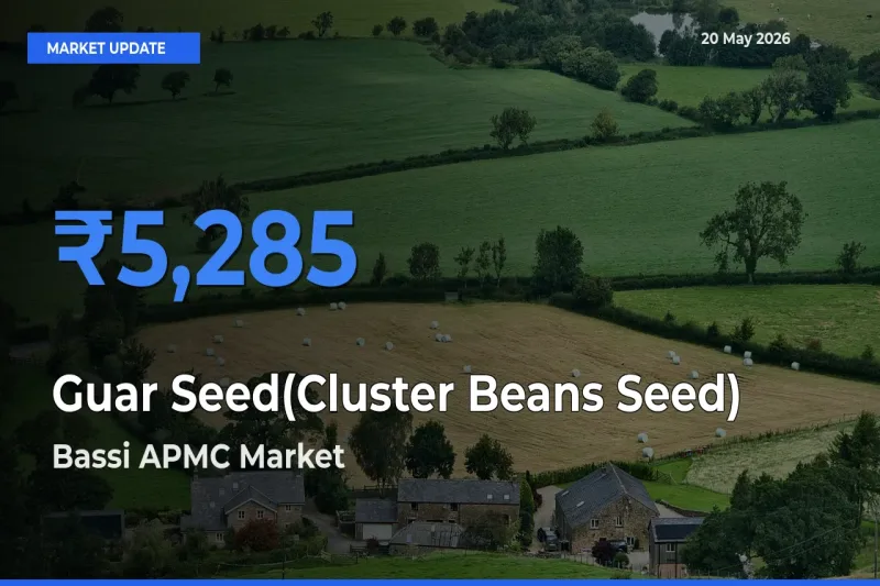 Top Performer! Bassi APMC Offers Best Guar Seed(Cluster Beans Seed) Price Today