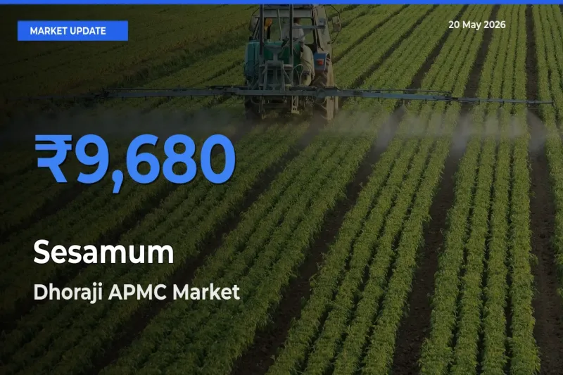Dhoraji APMC Emerges as Top Mandi for Sesamum Prices Today
