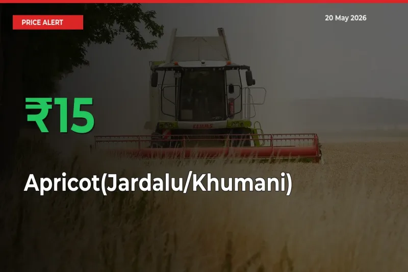 Apricot(Jardalu/Khumani) Rises 15.49% at Mandis