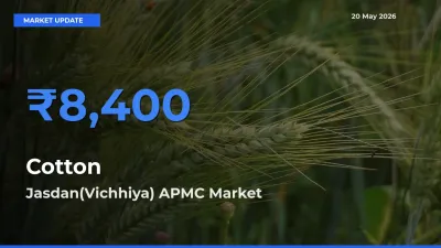 Jasdan(Vichhiya) APMC Records Highest ₹8,400 Rate for Cotton