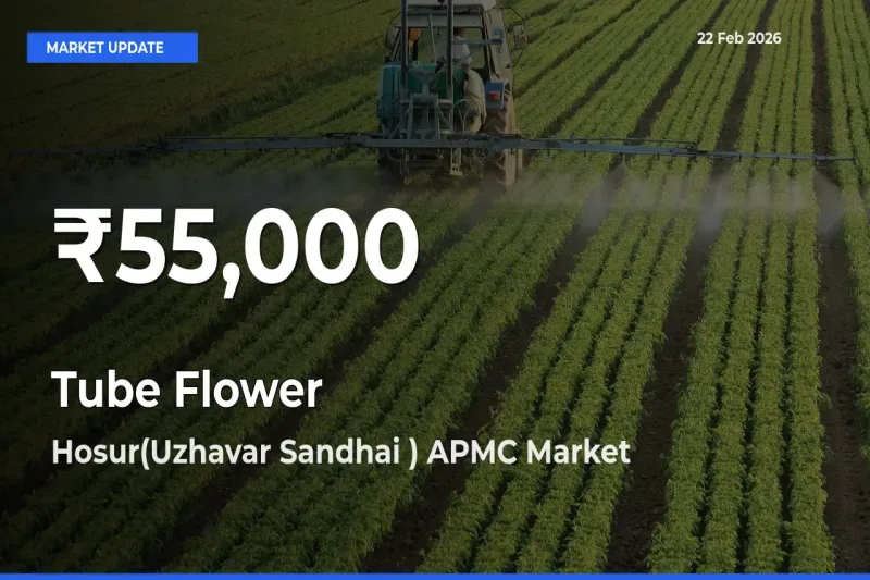 Tube Flower Prices Touch 30-Day Low in Hosur(Uzhavar Sandhai ) APMC – February 22 Update