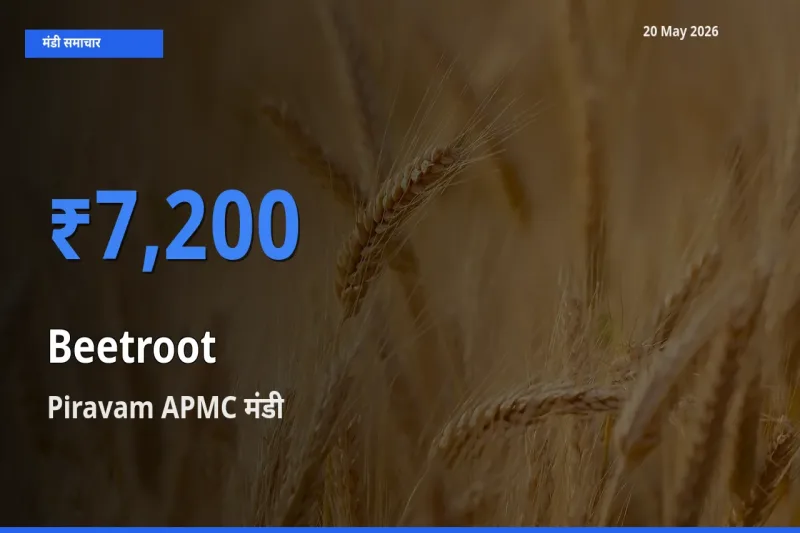 आज का मंडी भाव: चुकंदर के सबसे ज़्यादा दाम Piravam APMC में