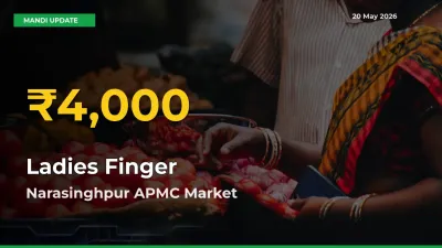 Narasinghpur APMC Leads as Ladies Finger Hits Highest Rate – May 20 Update