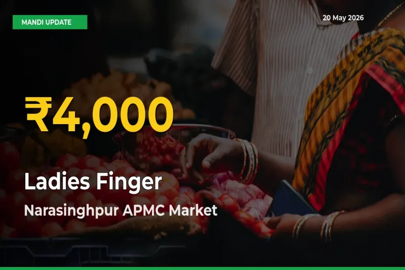 Narasinghpur APMC Leads as Ladies Finger Hits Highest Rate – May 20 Update