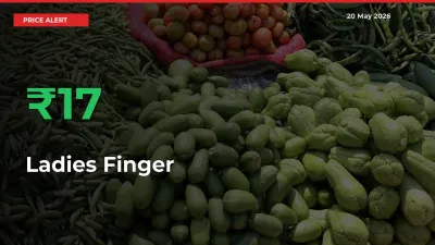17.23% Spike in Ladies Finger Prices – Mandi Sees Sudden Rally