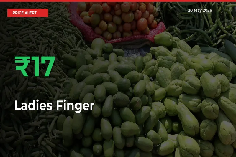 17.23% Spike in Ladies Finger Prices – Mandi Sees Sudden Rally