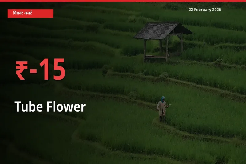 15.09% की गिरावट! मंडी में Tube Flower के दाम अचानक टूटे