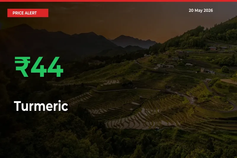 Turmeric Rises 43.66% at Mandis