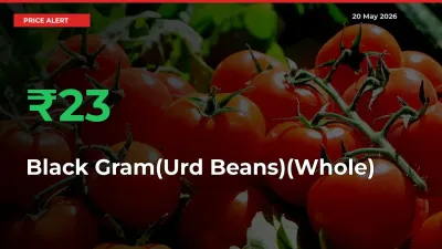 Sharp Jump! Black Gram(Urd Beans)(Whole) Prices Climb 22.94% in 24 Hours at Key Mandis