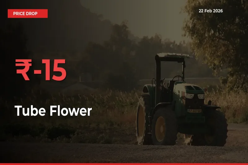 Tube Flower Prices Drop 15.09% in 24 Hours at Major Mandis