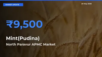 North Paravur APMC Emerges as Top Mandi for Mint(Pudina) Prices Today