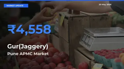 Market Watch: Pune APMC Becomes Top Mandi for Gur(Jaggery)