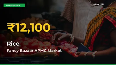 Fancy Bazaar APMC Leads as Rice Hits Highest Rate – May 20 Update