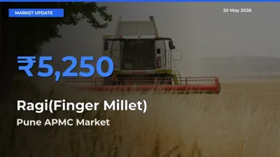 Pune APMC Emerges as Top Mandi for Ragi(Finger Millet) Prices Today