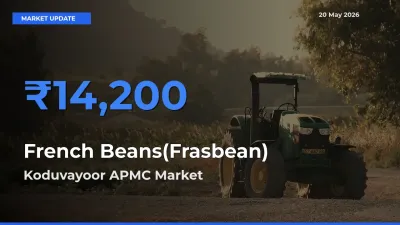 Top Performer! Koduvayoor APMC Offers Best French Beans(Frasbean) Price Today