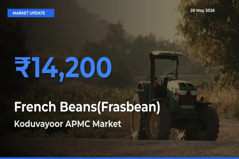 Top Performer! Koduvayoor APMC Offers Best French Beans(Frasbean) Price Today