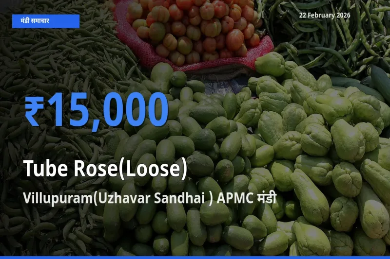 आज का मंडी भाव: Tube Rose(Loose) के सबसे ज़्यादा दाम Villupuram(Uzhavar Sandhai ) APMC में