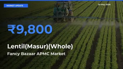 Top Performer! Fancy Bazaar APMC Offers Best Lentil(Masur)(Whole) Price Today