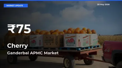 Cherry Hits 30-Day Low in Ganderbal APMC